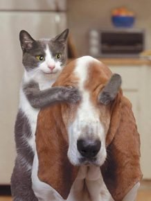 The cat closed its eyes with the paws of the dog