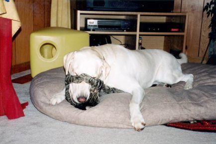The cat closed her eyes to the dog