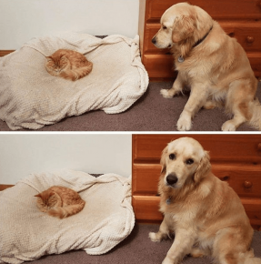 The cat took the dog bed