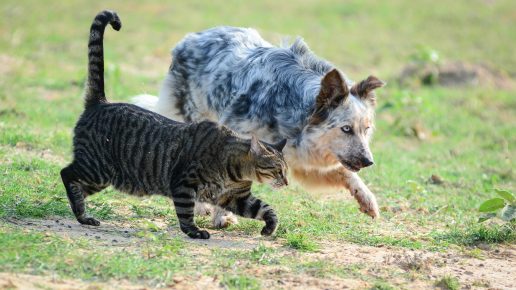A cat and a dog are running nearby