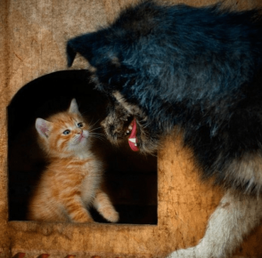 Kitten in a doghouse