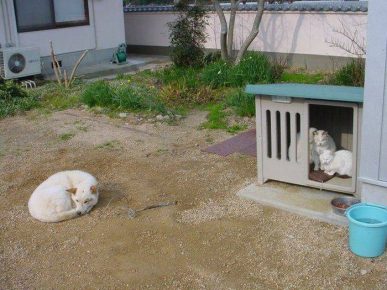 Cats evicted a dog from a booth