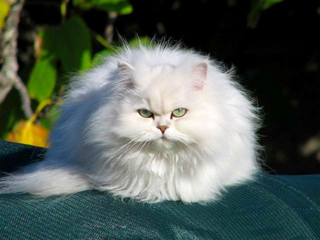 A chinchilla cat is not a separate breed, but a peculiar shade of hair for the Persians and the British