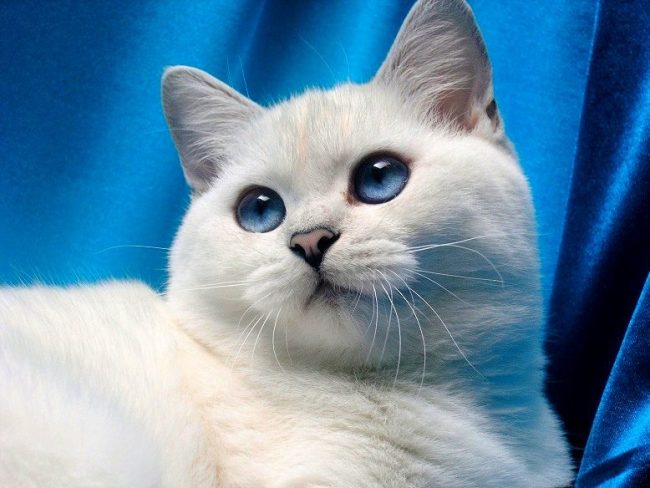 This beautiful blue-eyed Briton is a chinchilla cat with iridescent coat of color