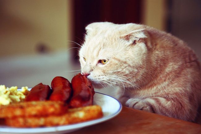 Like any cats, they need good nutrition.