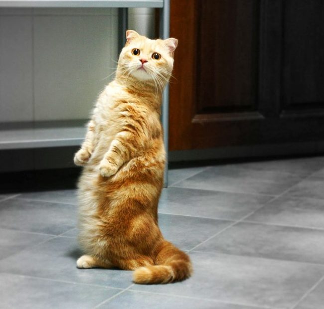 The famous pose of Munchkin - to look around the cat sits on its seat and firmly rests on its tail