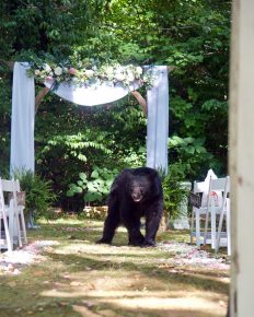 bear at the wedding