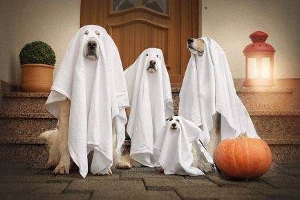 Dogs in Ghost Costumes