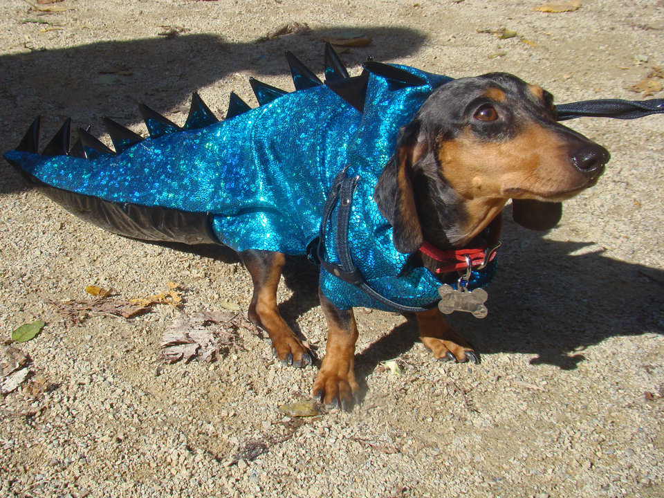 Dachshund in a dragon costume