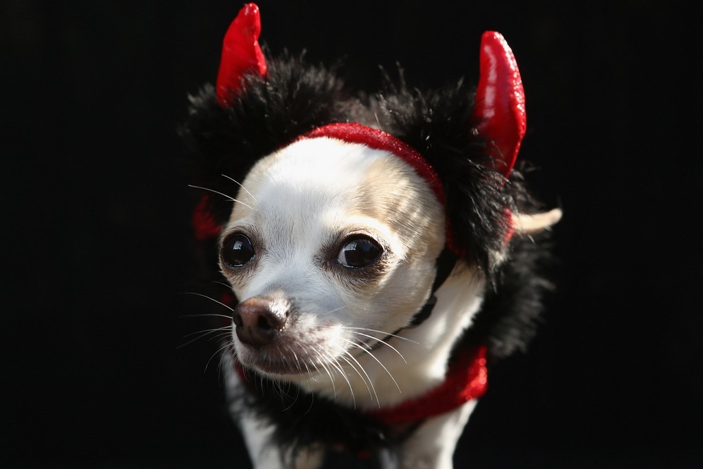 Dog in a devil costume