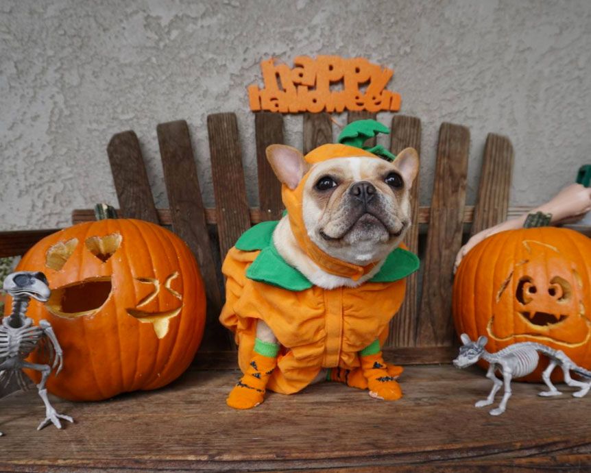 A dog in a pumpkin costume