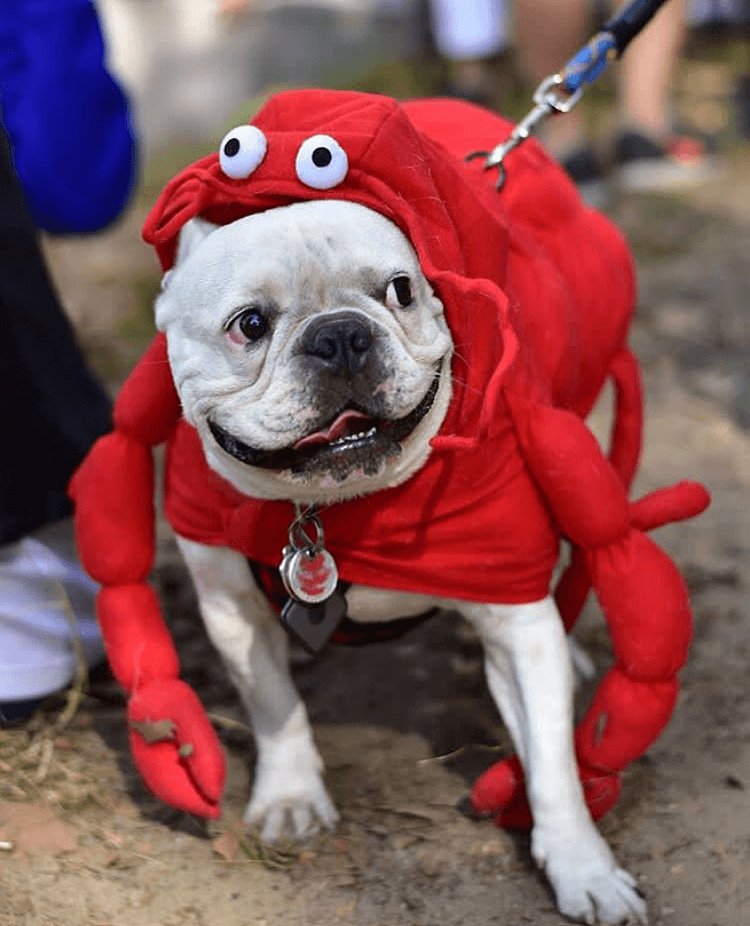 A dog dressed as a crab