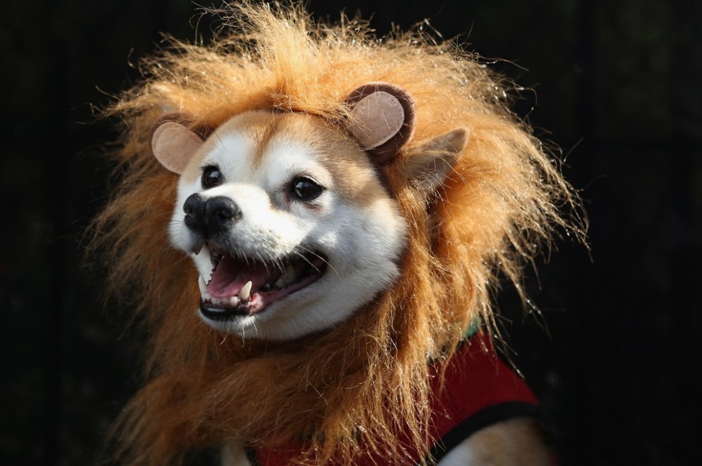 A dog in a lion costume