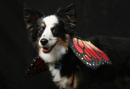 The dog in the image of a butterfly
