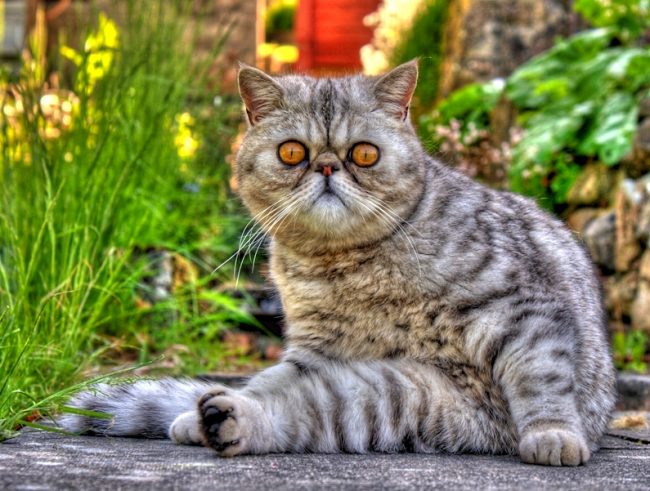 Cat exot was the result of crossing Persians, American Shorthair, Russian Blue and Burmese