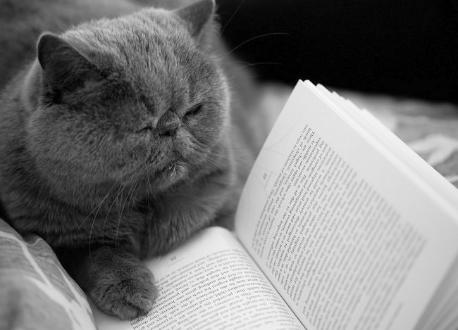 Yes, yes, an exotic cat can read. You can discuss with him a recently read book. True, he will keep his opinion to himself.