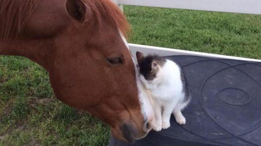 Cat and horse