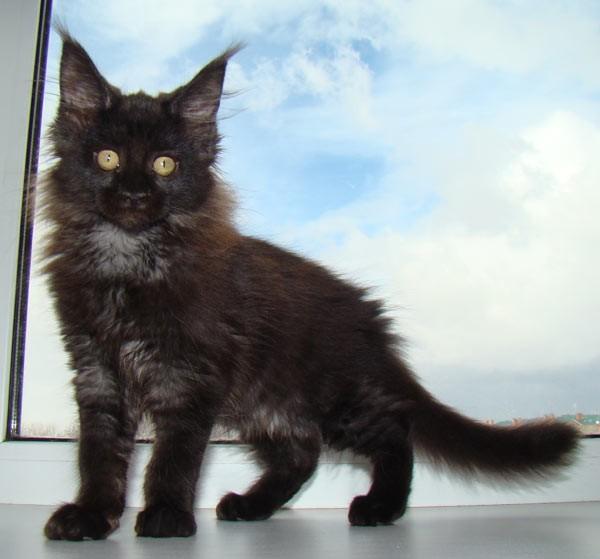 Maine Coon kitten at 2 months old