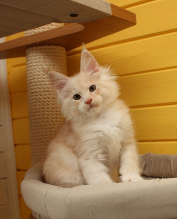 Maine Coon kitten at 2 months old