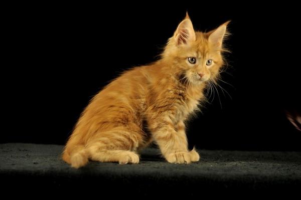 Maine Coon kitten at 2 months old