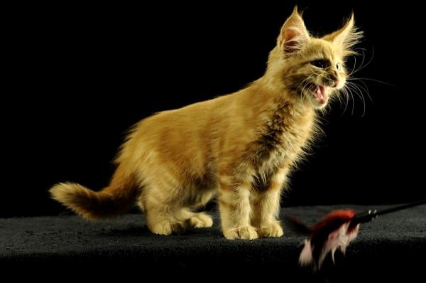 Maine Coon kitten at 2 months old
