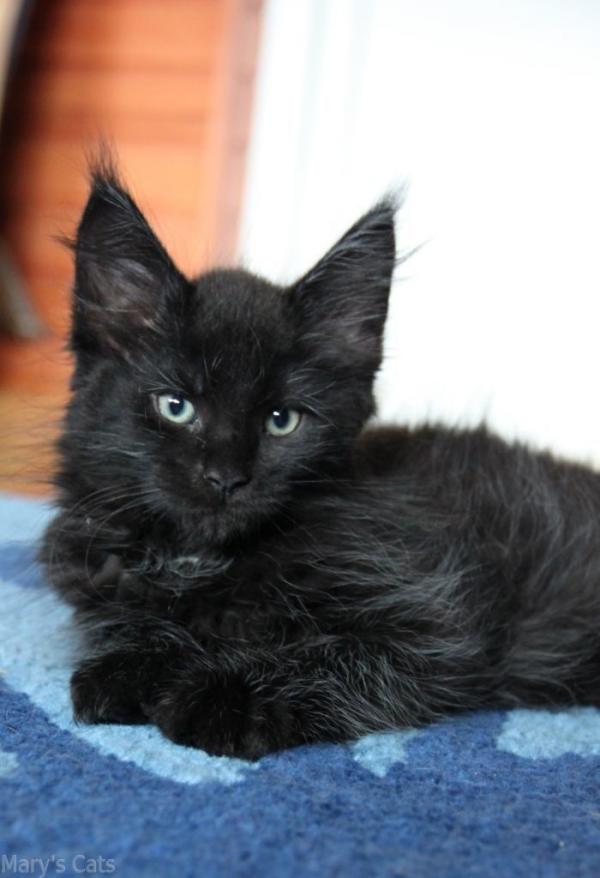 Maine Coon kitten at 2 months old
