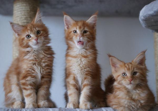 Maine Coon kitten at 2 months old