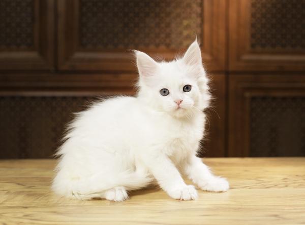Maine Coon kitten at 2 months old