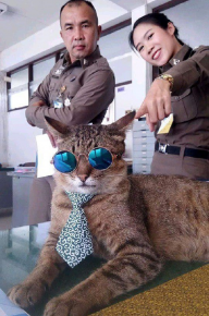 Police officers and a cat