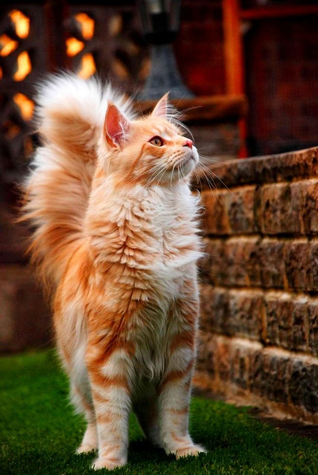 Maine Coon cats have a sense of self-esteem and confidence, as well as restraint in relation to others