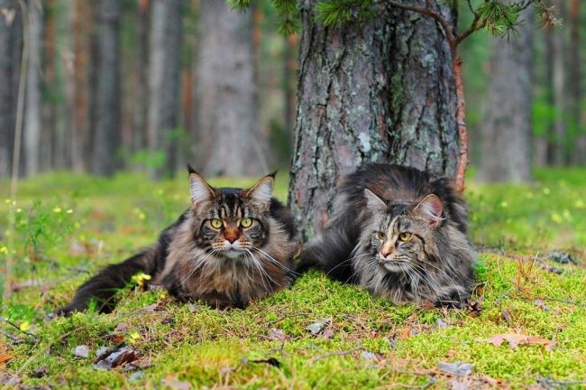 Maine coons are giants among other cat breeds having the same big, loving heart