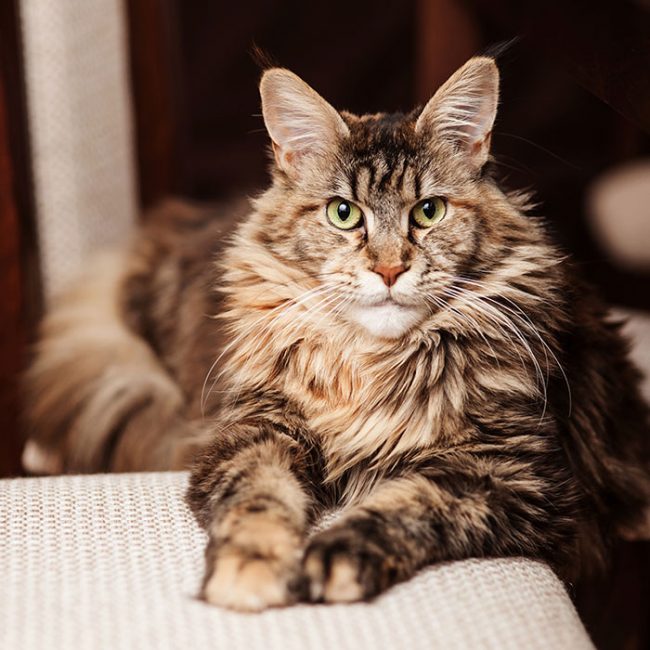 Maine Coons have a wonderful memory, they remember intonations and words well, they especially feel their master, understanding him at first sight