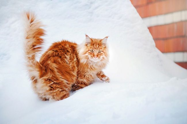 Walking in the winter for Maine Coon is not a problem: a coon in the snow is a complete delight and unearthly beauty. In addition, Maine Coons are northern cats, they prefer a cool