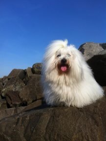 Coton de Tulear in nature