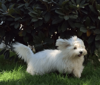 Coton de Tulear for a walk