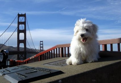Coton de Tulear on the bridge
