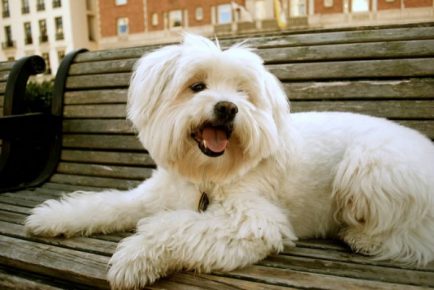 Coton de Tulear on the bench