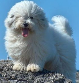 Coton de Tulear smiles
