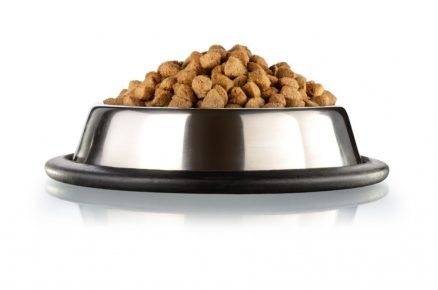 Dry dog   food in a bowl