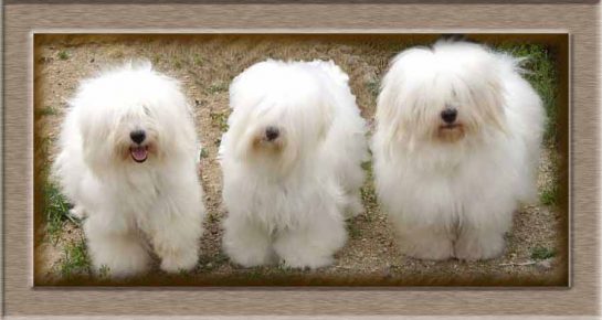 Three Cotonas de Tulear