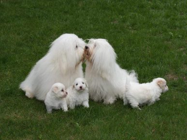 Coton Family