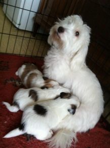 Bitch Coton de Tulear with puppies