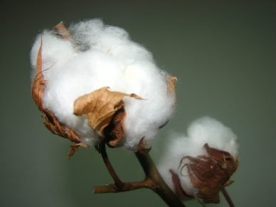 Cotton