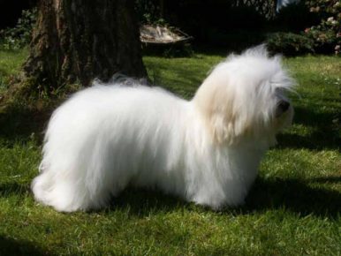 Coton de Tulear in the rack