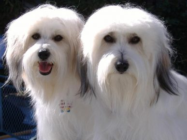 Cotons de Tulear