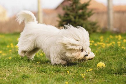 Coton de Tulear plays