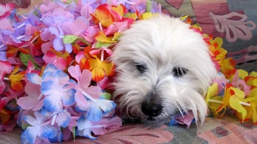 Coton de Tulear in flowers