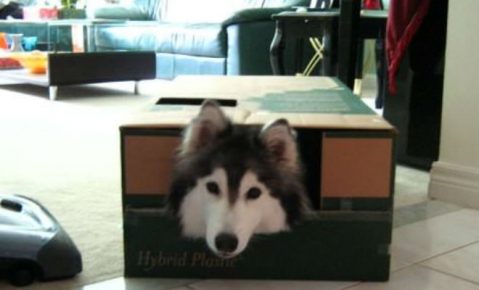 Tully the dog in the box