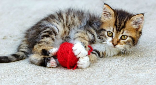 Kittens are constantly running after a man, looking into his eyes and as if trying to say something, constantly purring