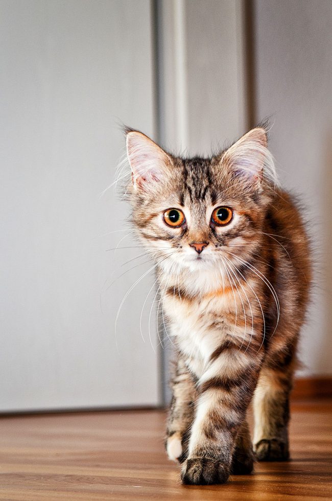 Maine Coon kittens are very cute and active